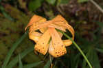 Panhandle lily